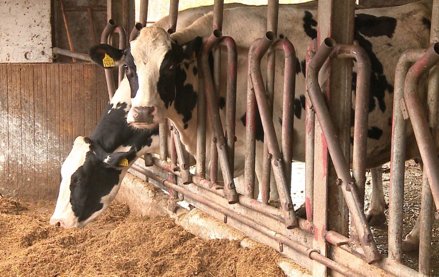ACTUAL // Speranțe și promisiuni pentru laptele moldovenesc. Ministerul Agriculturii: „Prioritatea e să populăm fermele”