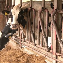 Speranțe și promisiuni pentru laptele moldovenesc. Ministerul Agriculturii: „Prioritatea e să populăm fermele”