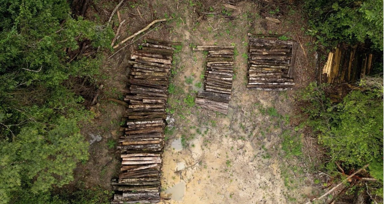 Paradox ecologic în Brazilia. Pădurile protejate sunt defrișate pentru pregătirea unui summit ecologic