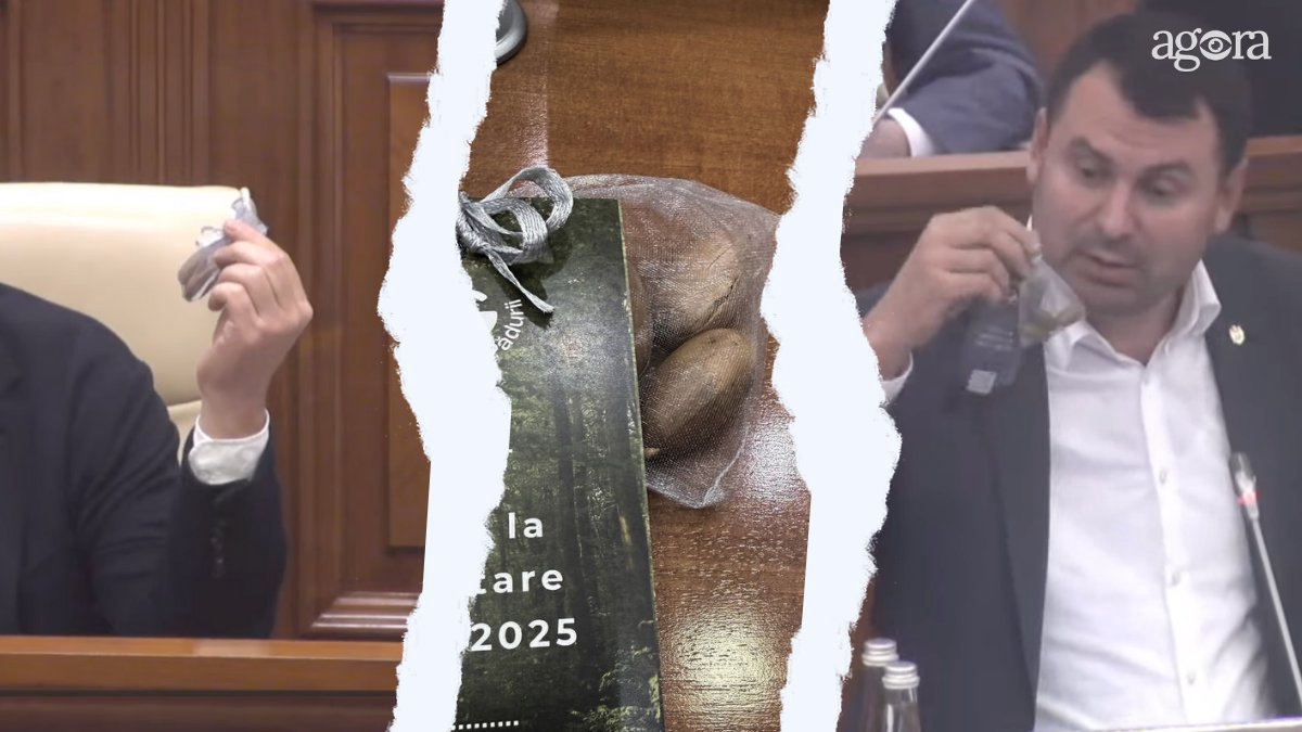 Polemica ghindelor printre deputați sau cum văd campania de împădurire: „Cu aceste oușoare nici mistreții nu o să-i hrănim” 