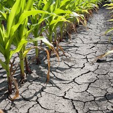 Ministerul Mediului: Circa 40% din terenurile agricole sunt afectate de secetă. Soluția: Plantarea arborilor și reducerea deșeurilor 