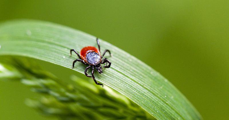 Boala Lyme, consecință a mușcăturii de căpușă: 12 cazuri confirmate de la început de an
