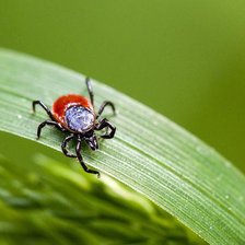 Boala Lyme, consecință a mușcăturii de căpușă: 12 cazuri confirmate de la început de an

