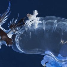 Spania: Mai multe plaje au fost închise din cauza „Dragonului Albastru”, o moluscă veninoasă