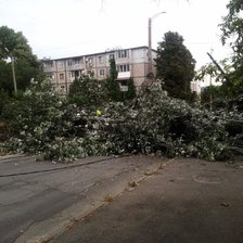 Chișinău: copaci căzuți pe străzi din cauza vântului puternic (VIDEO)