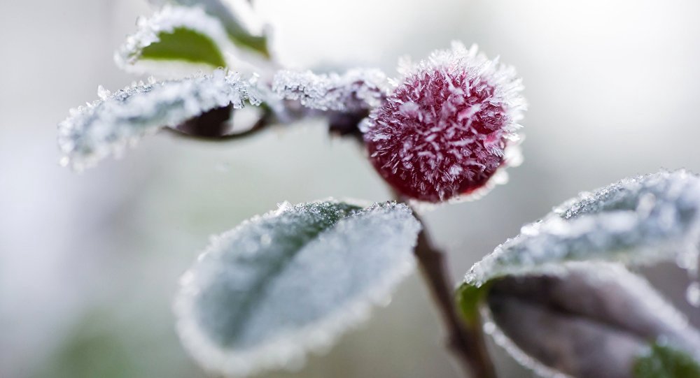 Avertizare meteorologică. Cod galben de înghețuri de până la -2°C (FOTO)