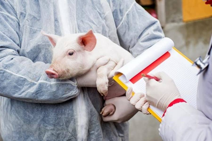 Trei cazuri de pestă porcină și unul de rabie, depistate timp de o săptămână în Moldova
