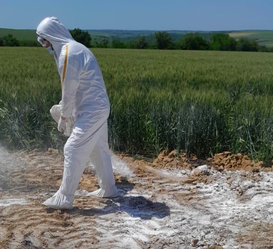 Raioanele Drochia și Rîșcani, în carantină: 16 cadavre de porci infectați cu pestă porcină aruncate într-un lan de grâu

