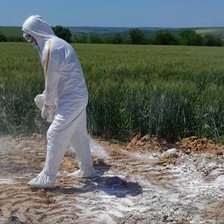 Raioanele Drochia și Rîșcani, în carantină: 16 cadavre de porci infectați cu pestă porcină aruncate într-un lan de grâu

