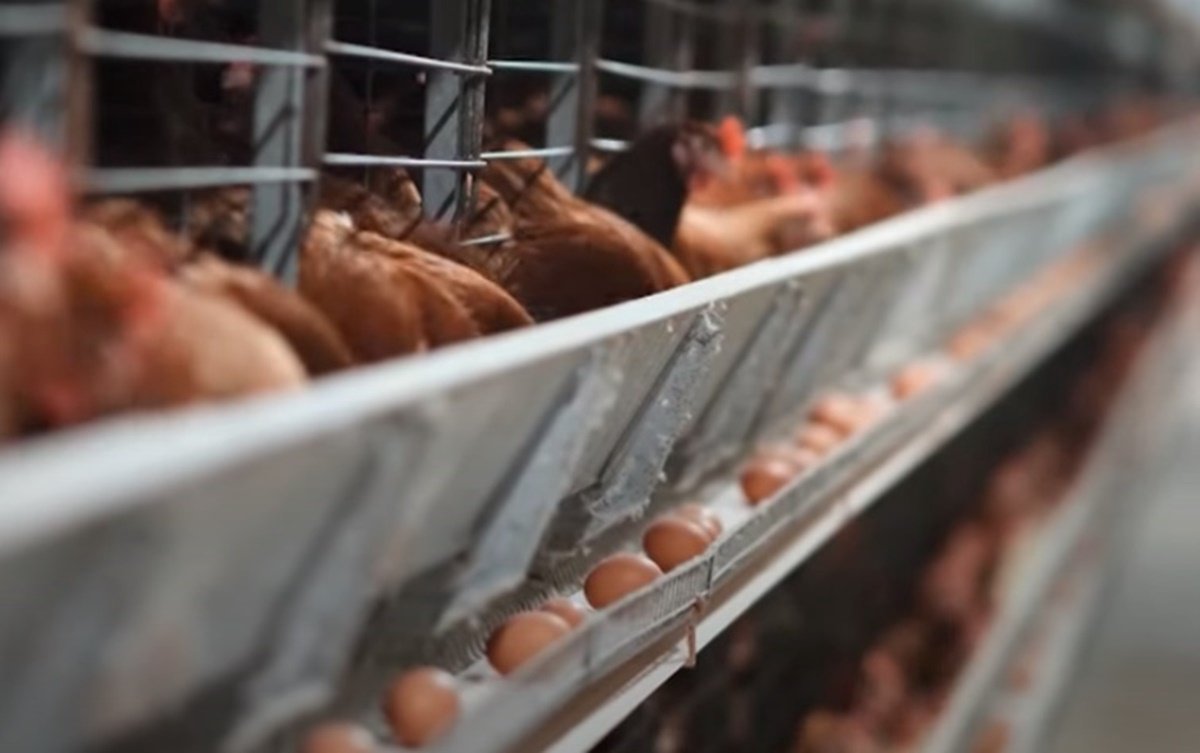 Premieră pentru exporturile moldovenești. Producătorii pot exporta pentru prima dată în UE carne de pasăre și ouă