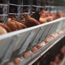 Premieră pentru exporturile moldovenești. Producătorii pot exporta pentru prima dată în UE carne de pasăre și ouă
