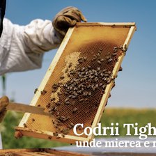 Mierea Cantemirului sau cum apicultorii din GAL-ul „Colinele Tigheciului” au reușit să-și modernizeze stupinele (VIDEO)
