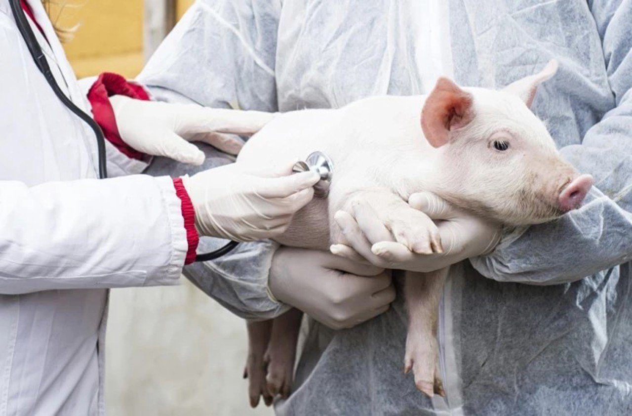 Două noi focare de pestă porcină africană depistate în R. Moldova. ANSA: „Măsurile de eradicare au fost finalizate”