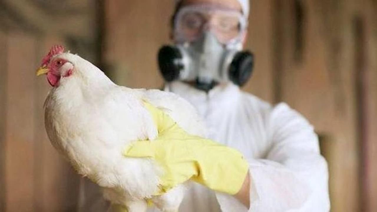 Gripa aviară, depistată la păsări moarte în Nisporeni. Recomandările ANSA