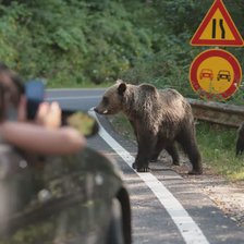 România: Motociclist ucis de urs pe Transfăgărășan. Bărbatul a fost tras 60 de metri într-o râpă