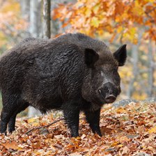 Șase localități din raionul Ialoveni intră în Zonă de supraveghere, după cazuri de confirmate de pestă porcine la mistreți