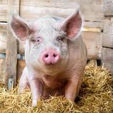 ANSA: 50 de euro recompensă pentru fiecare mistreț găsit mort. Au fost depistate trei cazuri pozitive de pestă porcină