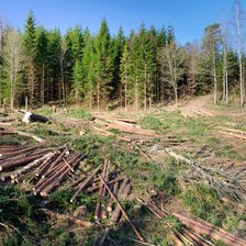 Măsuri pentru prevenirea defrișărilor. Despăgubirile pentru tăierile ilicite, majorate de Guvern