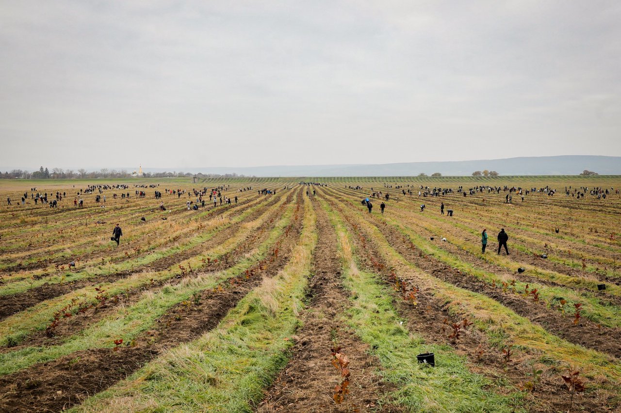 „Plantăm un viitor mai verde”. Cetățenii, invitați la marea plantare națională
