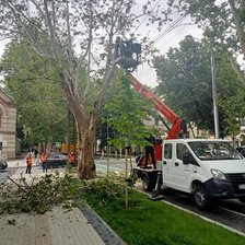 Chișinău: Copacii de pe 31 August 1989, tăiați din motive de „degradare”.  Explicația Primăriei

