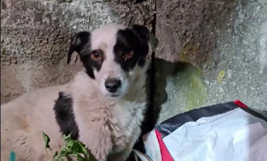 Doi bărbați, reținuți și cercetați penal după ce ar fi maltratat cu „brutalitate” un câine