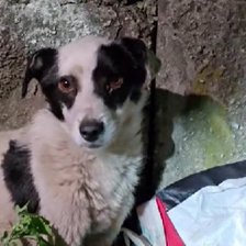 Doi bărbați, reținuți și cercetați penal după ce ar fi maltratat cu „brutalitate” un câine