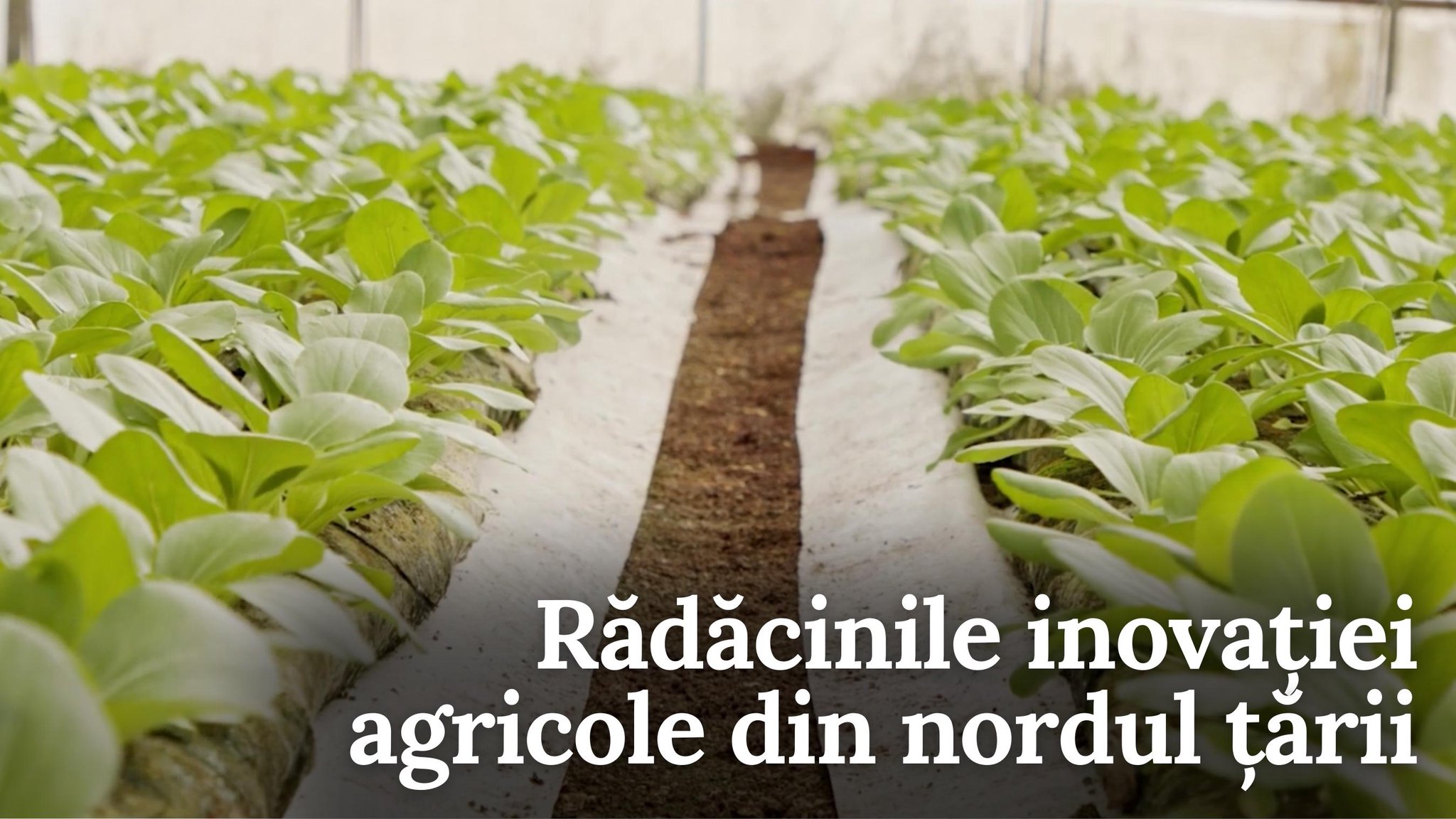 „GAL-ul Verde”- Rădăcinile inovației agricole în nordul țării (VIDEO)