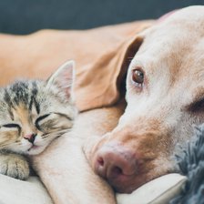 Amenzi și două dosare penale. Câte cazuri de cruzime față de animale s-au înregistrat și cu ce s-au soldat
