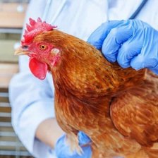 R. Moldova intră în alertă sanitară din cauza riscului de gripă aviară. ANSA impune restricții la nivel național