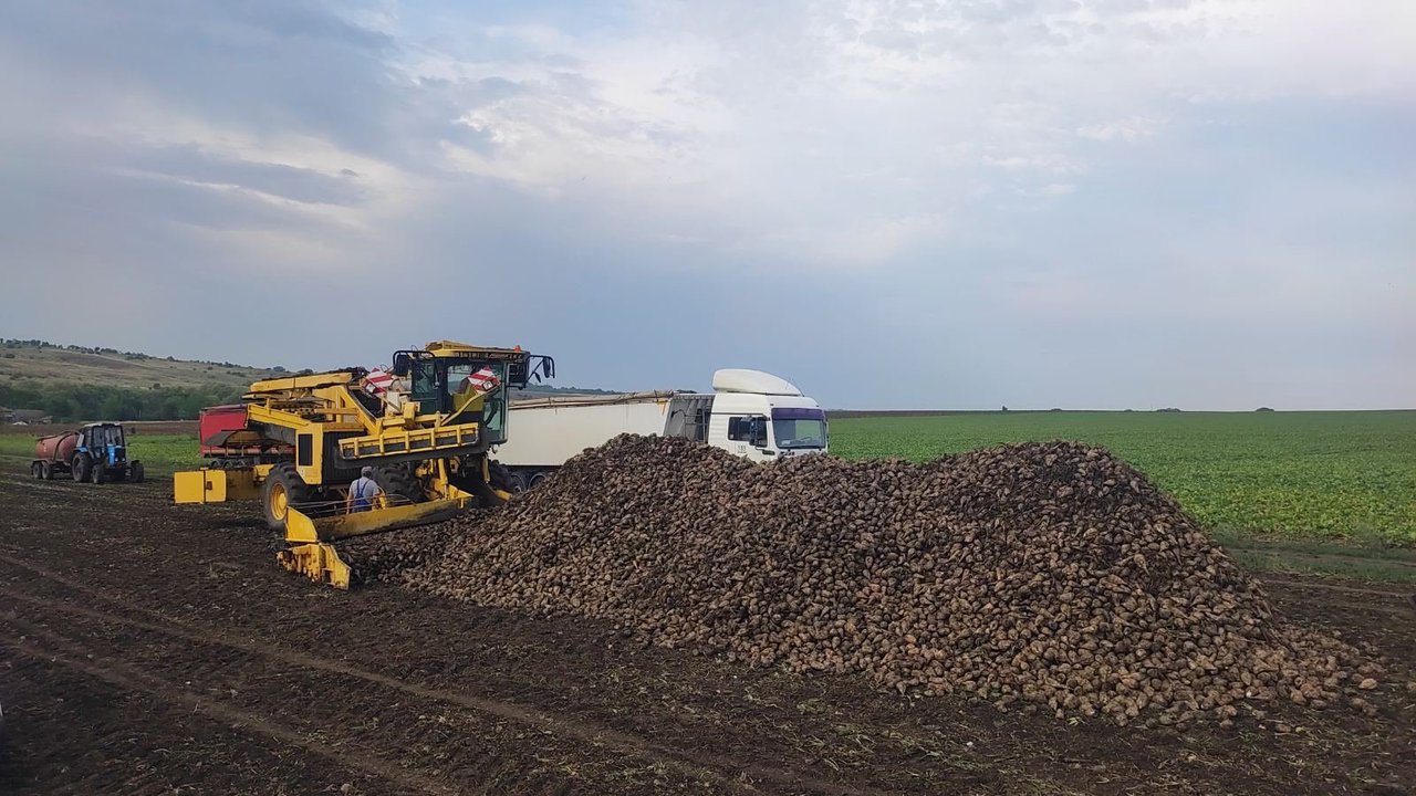 Industria zahărului, afectată de secetă: Cel mai mare producător din Moldova, cu pierderi de 60% din recolta de sfeclă de zahăr 