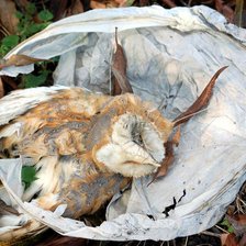 Baloanele, pericol pentru natură și animale. Ministerul Mediului îndeamnă la alternative sustenabile la festivitățile școlare