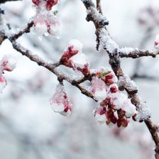 Fermierii afectați de înghețurile din primăvară încep să primească despăgubiri de la stat
