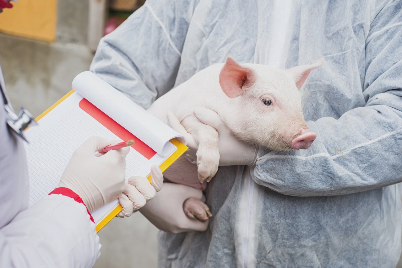 Două focare noi de pestă porcină, depistate în centrul și nordul țării. Recomandările ANSA