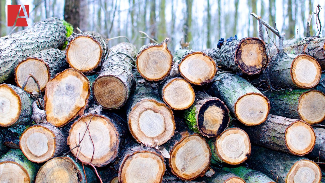 13 percheziții la Hîncești: Procurorii au pornit dosar pe defrișarea ilegală a peste 1.400 de arbori