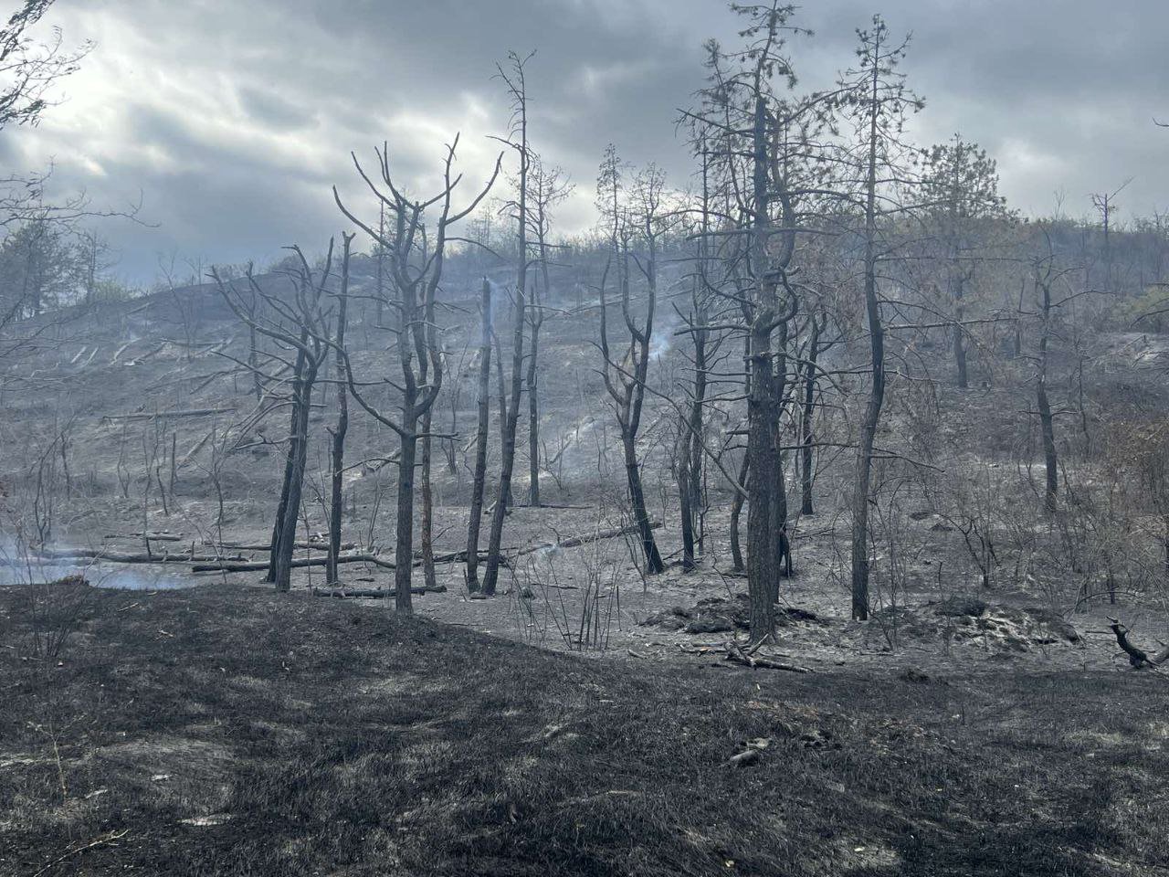 Arde pădurea de lângă Copanca: 30 de pompieri și localnicii luptă cu focul (VIDEO)