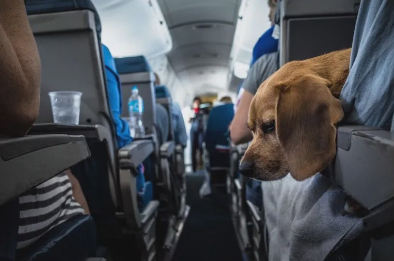 Trecerea frontierei cu animale de companie: Reguli care nu trebuie omise