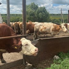 Afaceri la sat. Visul alb de la Mingir: Cum un antreprenor obține 200 de tone de lapte pe an la ferma sa de vaci