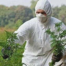 Au lăsat să înflorească ambrozia și s-au ales cu amenzi: Peste 60 de sancțiuni în 2024 

