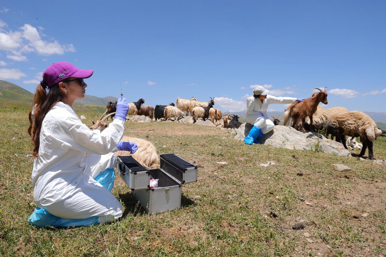 Turcia închide piețele în care se vând animale: Crește numărul cazurilor de infecție cu febră aftoasă