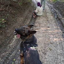 Femeie dispărută în Criuleni, găsită după trei zile de căutări. Poliția: Un rol esențial l-a avut Cronos, patrupedul care i-a dat de urmă
