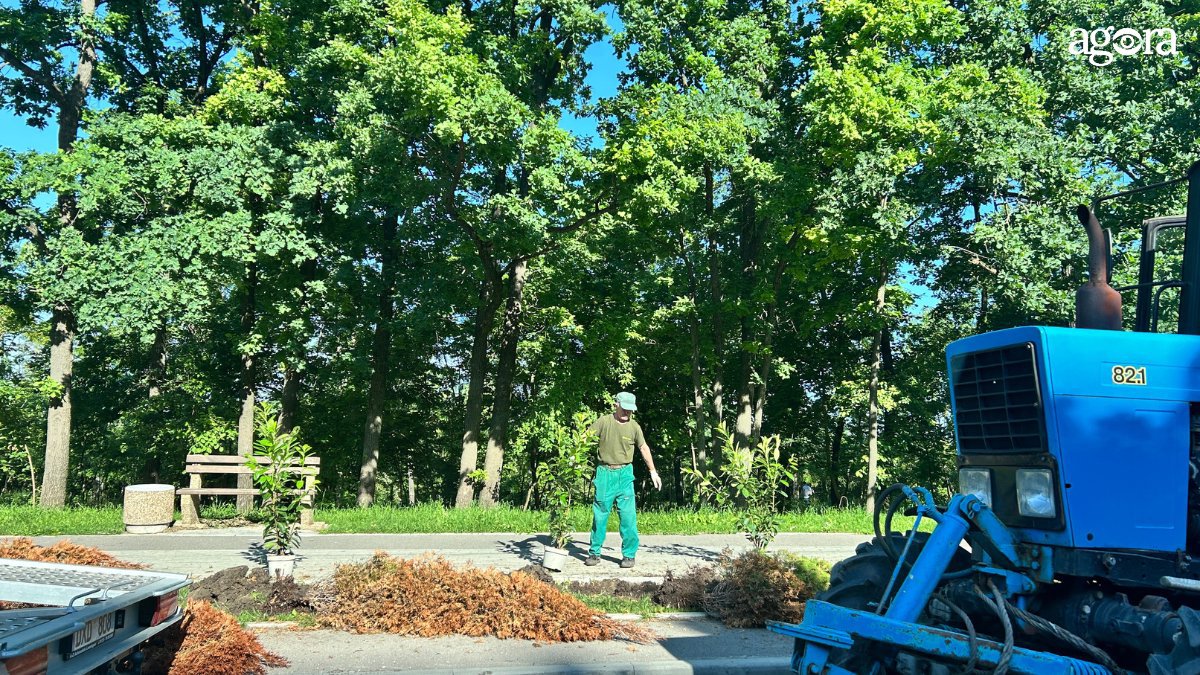 Sectorul Ciocana: Cei peste 100 de arbuști de tuia uscați sunt înlocuiți cu arbori decorativi „prunus”