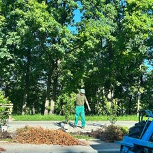 Sectorul Ciocana: Cei peste 100 de arbuști de tuia uscați sunt înlocuiți cu arbori decorativi „prunus”