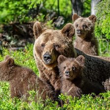 România: Peste 20 alerte de urși, emise în mai. Recomandările autorităților

