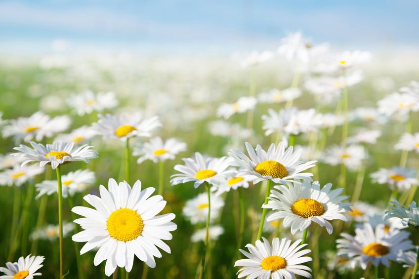Plantele potrivite pentru cimitir. Ce să alegi în locul florilor artificiale
