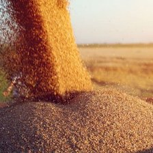 România limitează importurile de cereale din Ucraina și R. Moldova
