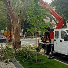 Chișinău: Copacii de pe 31 August 1989, tăiați din motive de „degradare”.  Explicația Primăriei

