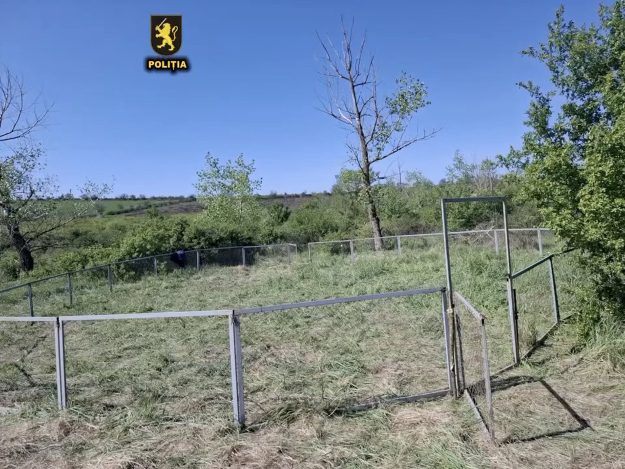 Lupte ilegale între câini, organizate lângă Cimișlia. Ce prevede legea
