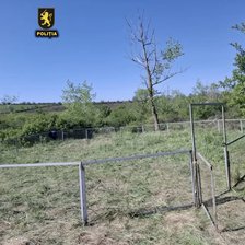 Lupte ilegale între câini, organizate lângă Cimișlia. Ce prevede legea
