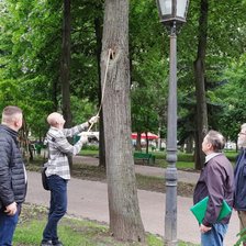 Peste 100 de arbori din grădina publică „Ștefan cel Mare și Sfânt” sunt într-o „stare nesatisfăcătoare”. Ce măsuri urmează să fie întreprinse
