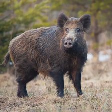 Un mistreț, capturat ilegal la Ungheni. Oamenii legii au inițiat acțiuni de identificare a făptașilor